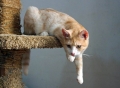 Домашняя кошка - Фото: 3